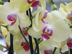 orchidsNL (15)